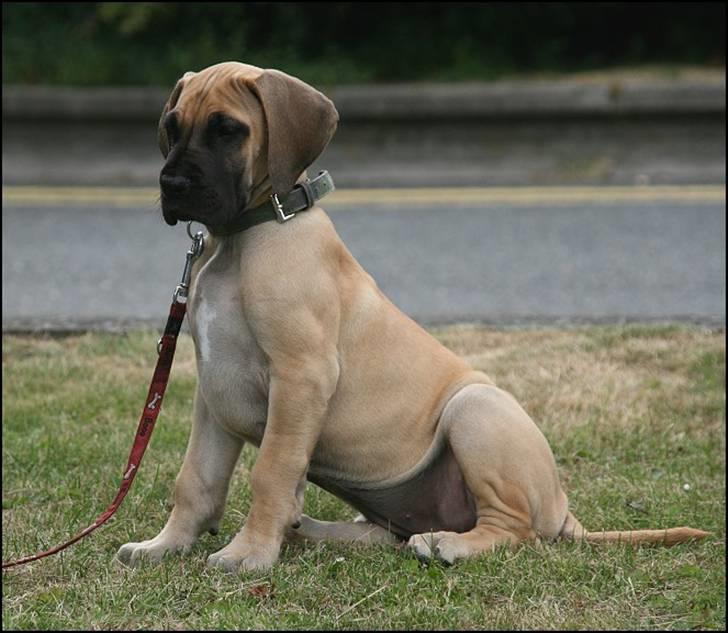 Grand danois Selmalda Too Funky billede 1