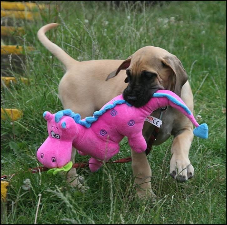 Grand danois Selmalda Too Funky - Lege-pause på den laaaange hjemtur fra England. billede 2