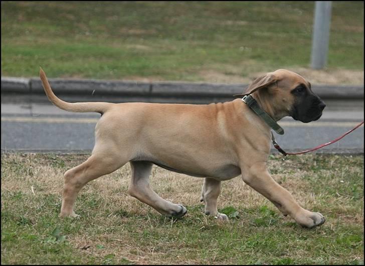 Grand danois Selmalda Too Funky - Ude og stræke benene lidt ;o) billede 3