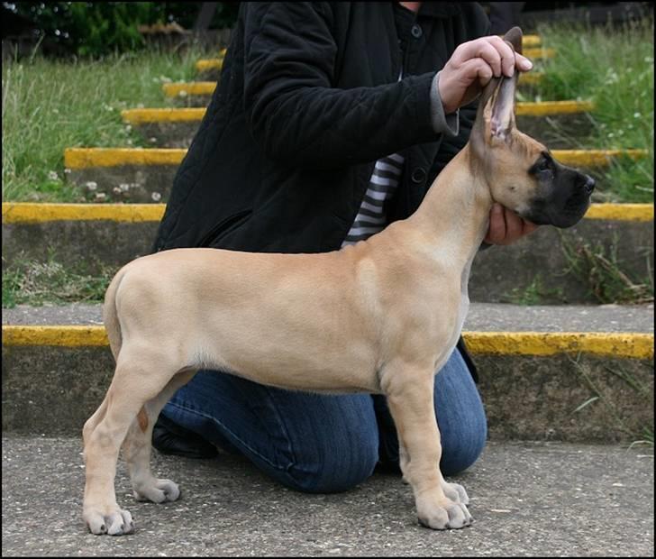 Grand danois Selmalda Too Funky - Dygtiii pige!!!..lidt kortbenet måske..Griner billede 4