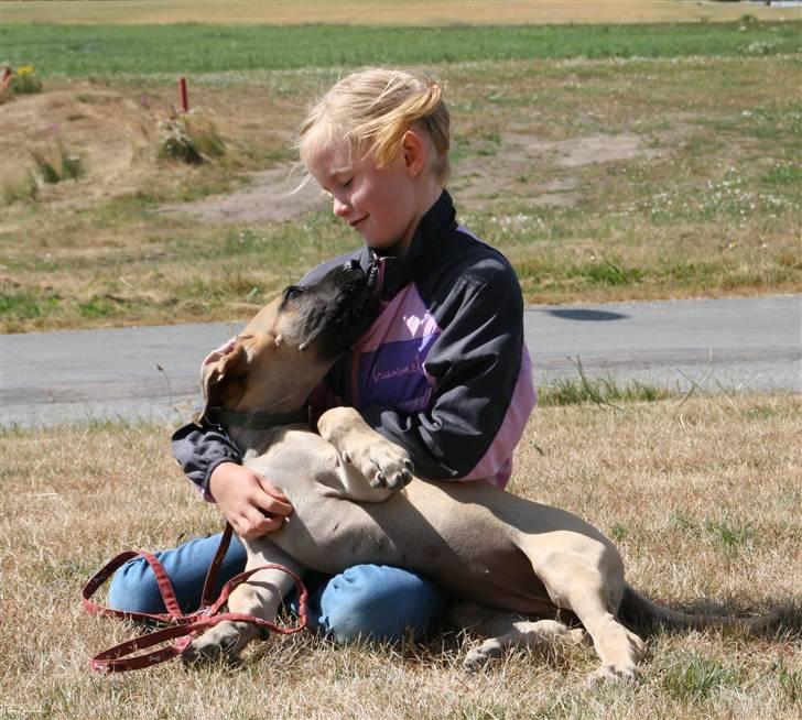 Grand danois Selmalda Too Funky - Tøserne!!!!!!! billede 5