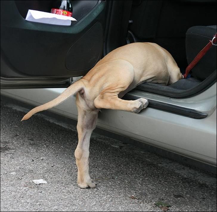 Grand danois Selmalda Too Funky - Klar til afrejse fra England.  billede 6