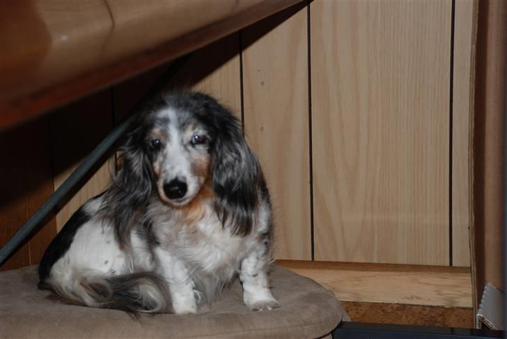 Gravhund R.I.P Lady billede 1