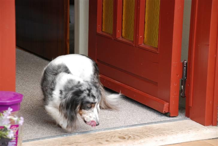 Gravhund R.I.P Lady billede 2