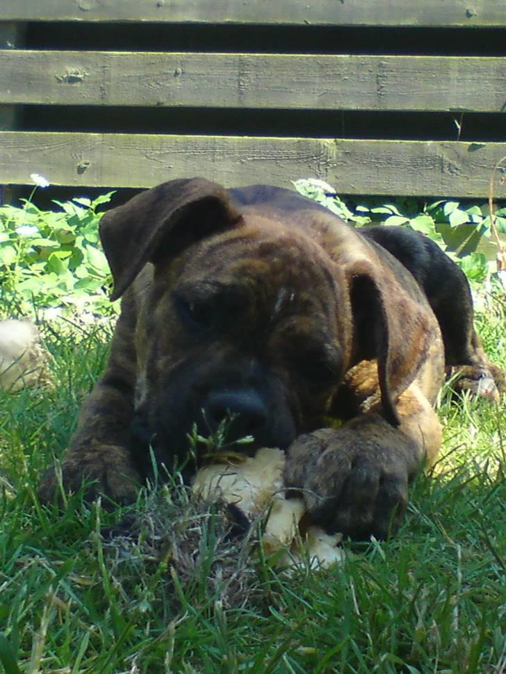 Blanding af racer R.I.P. Boddy billede 12