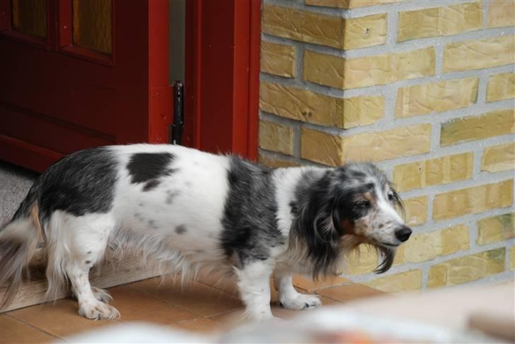 Gravhund R.I.P Lady billede 3