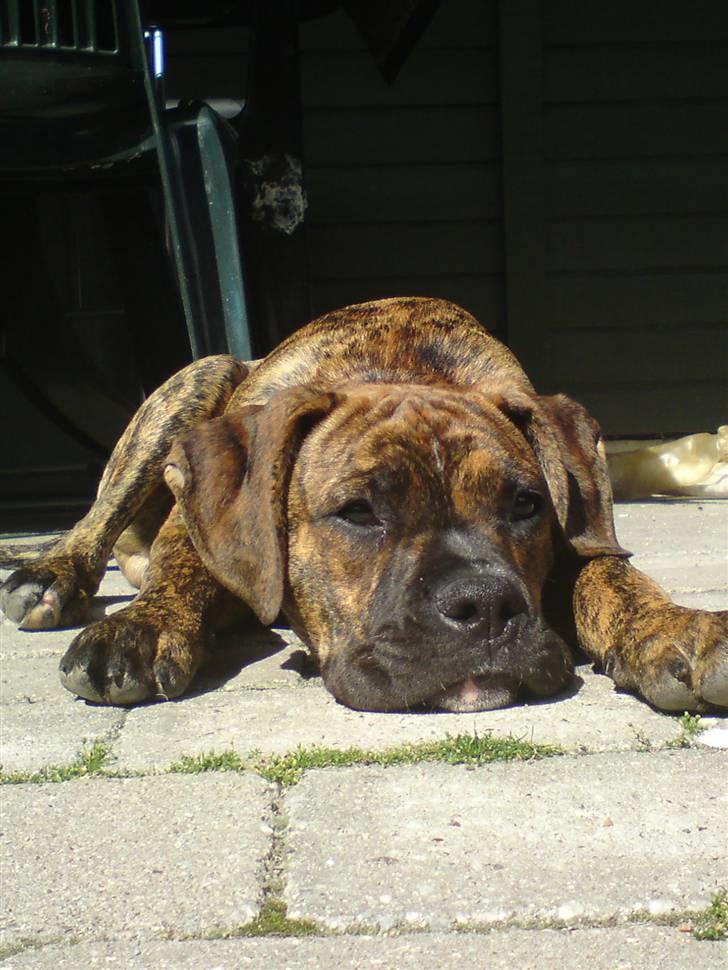 Blanding af racer R.I.P. Boddy billede 13