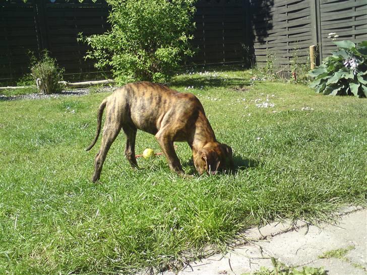 Blanding af racer R.I.P. Boddy billede 14