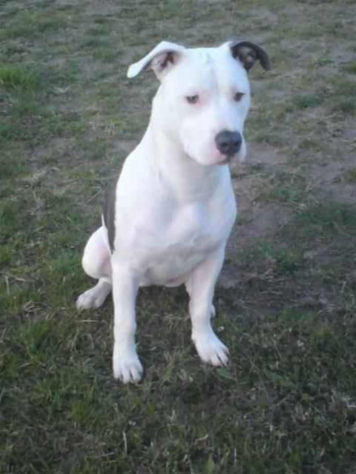 Amerikansk staffordshire terrier Armani (Mani/Mamme) (Himmelhund) billede 14