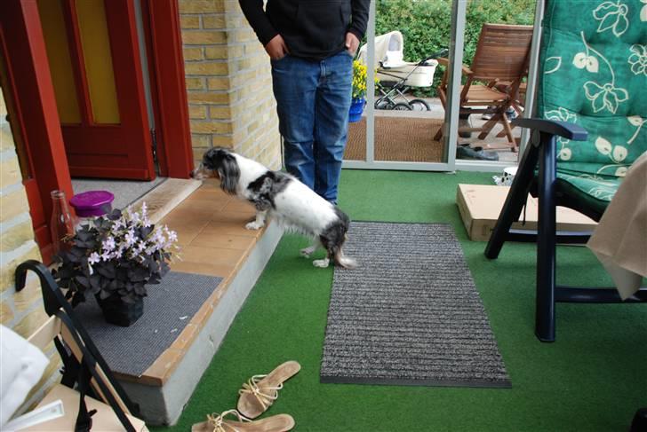 Gravhund R.I.P Lady billede 4