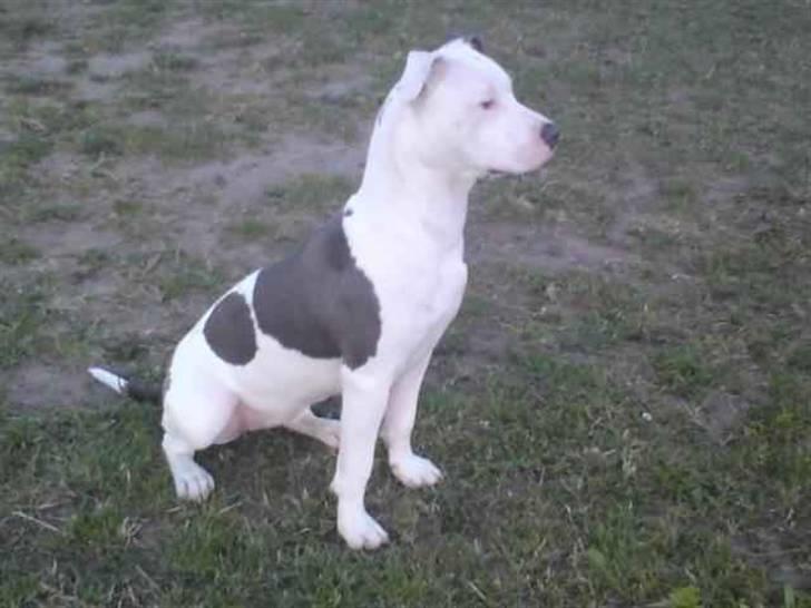 Amerikansk staffordshire terrier Armani (Mani/Mamme) (Himmelhund) billede 15