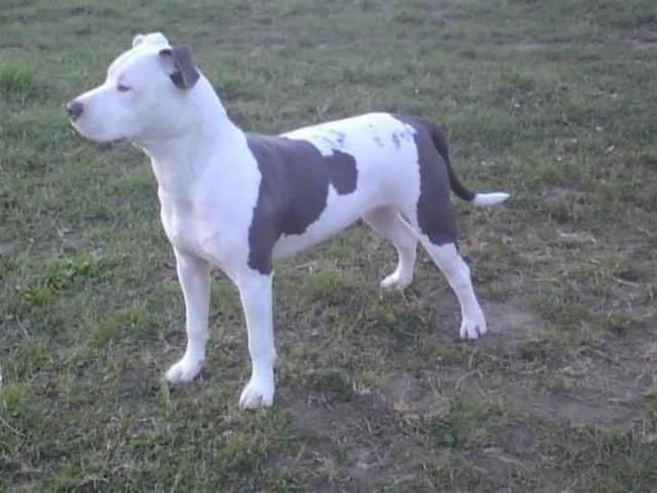 Amerikansk staffordshire terrier Armani (Mani/Mamme) (Himmelhund) billede 16