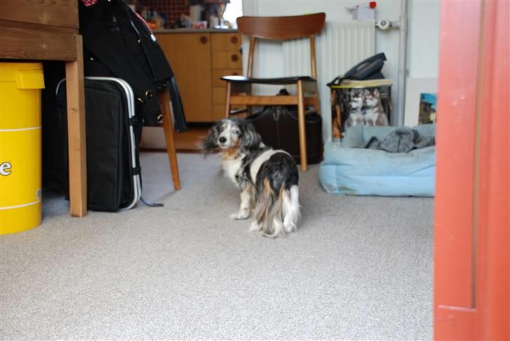 Gravhund R.I.P Lady billede 5