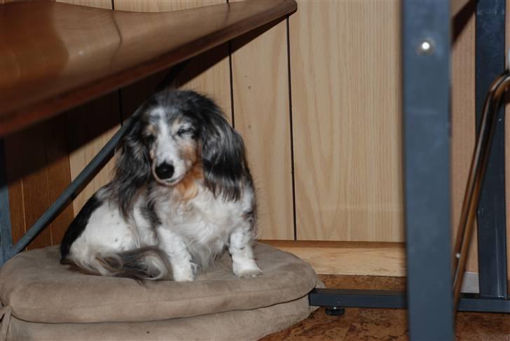 Gravhund R.I.P Lady billede 6