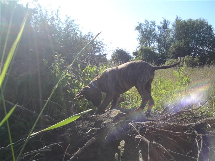 Blanding af racer R.I.P. Boddy billede 15