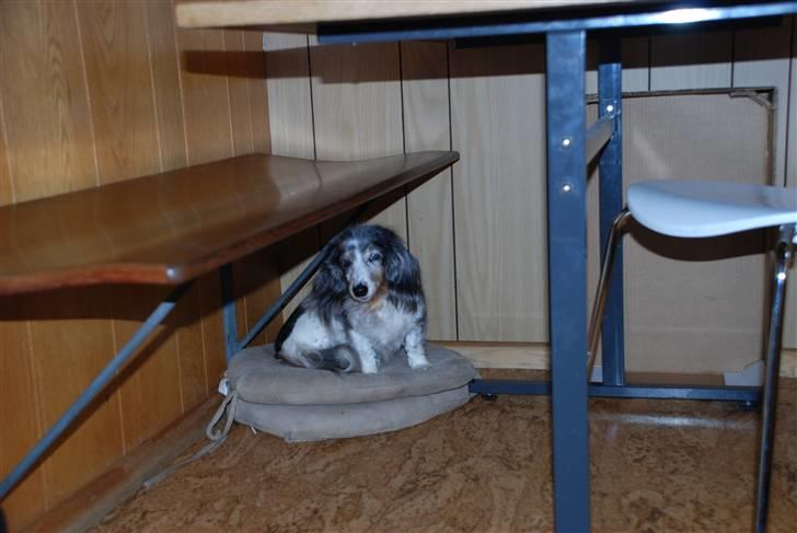 Gravhund R.I.P Lady billede 7