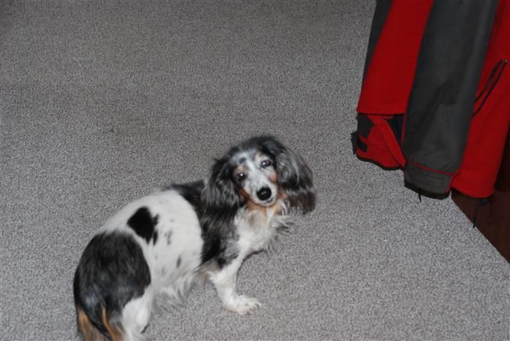 Gravhund R.I.P Lady billede 8