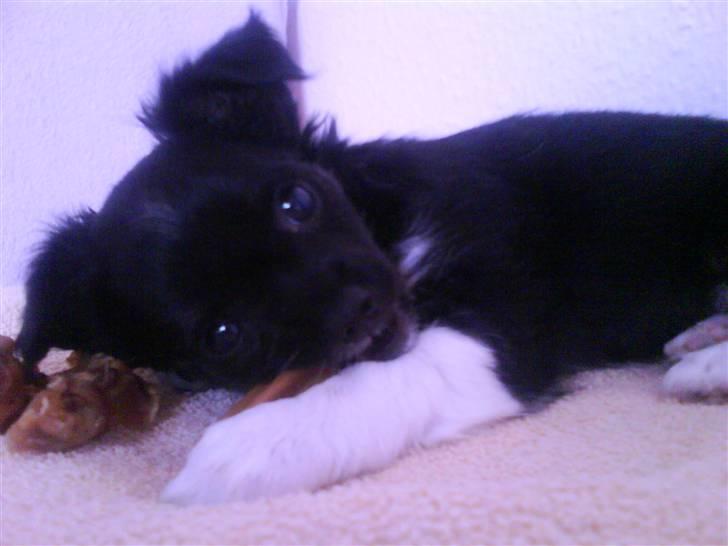 Chihuahua Pixie billede 4