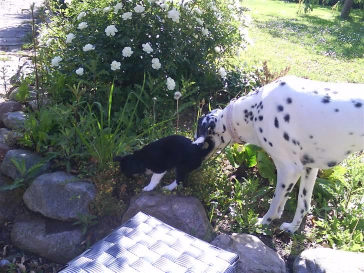 Chihuahua Pixie billede 5