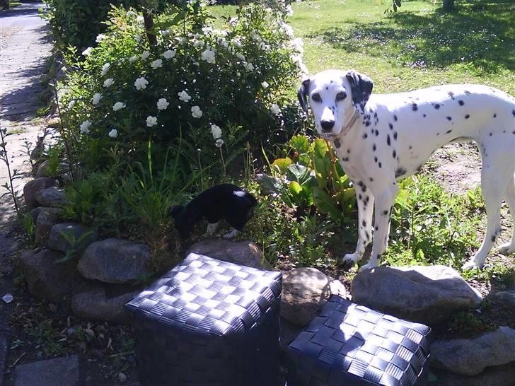 Chihuahua Pixie billede 6