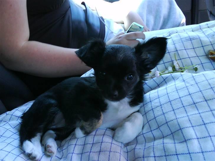 Chihuahua Pixie billede 7