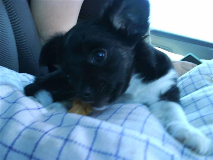 Chihuahua Pixie billede 8