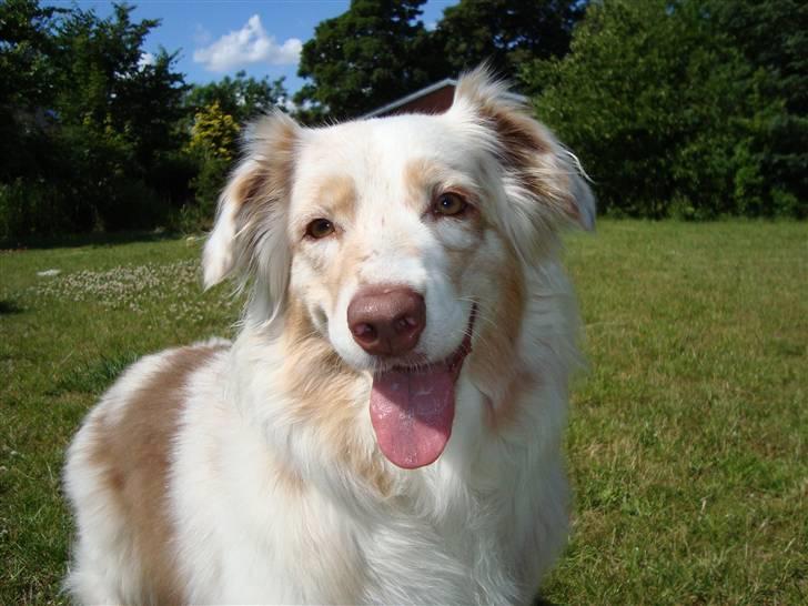 Australian shepherd twister billede 15