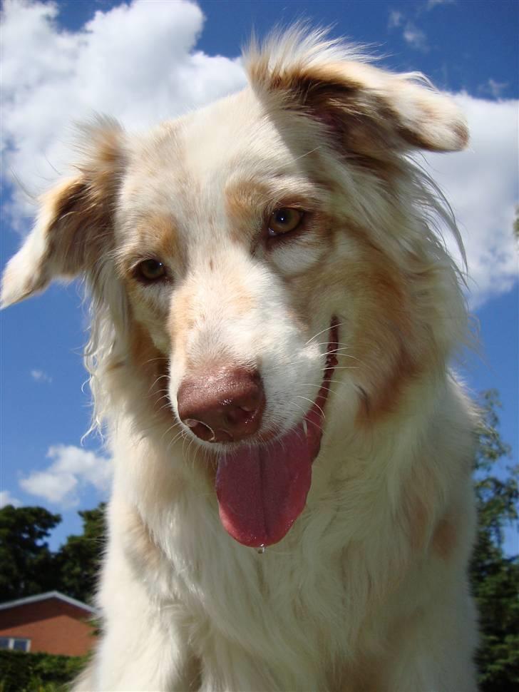 Australian shepherd twister billede 16