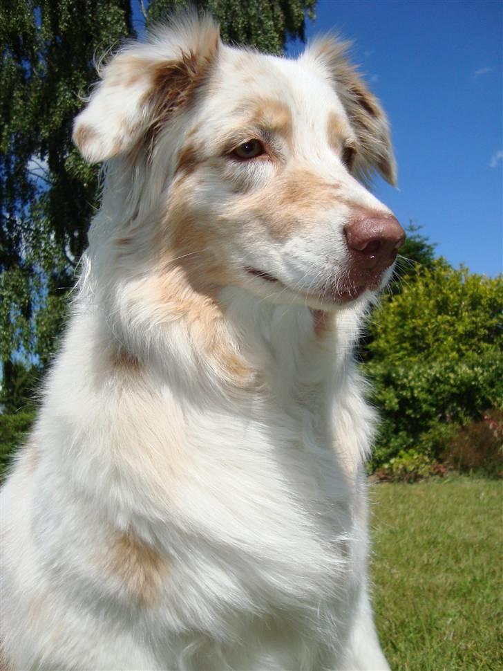 Australian shepherd twister billede 17