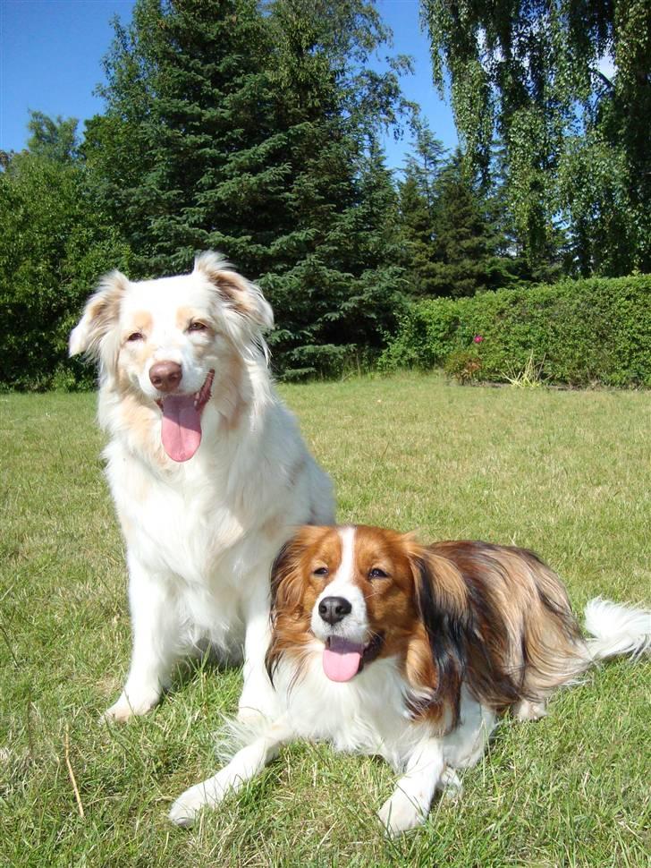 Australian shepherd twister billede 18