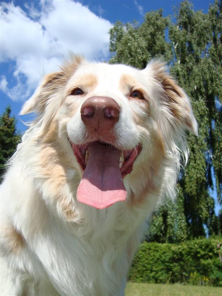 Australian shepherd twister billede 19