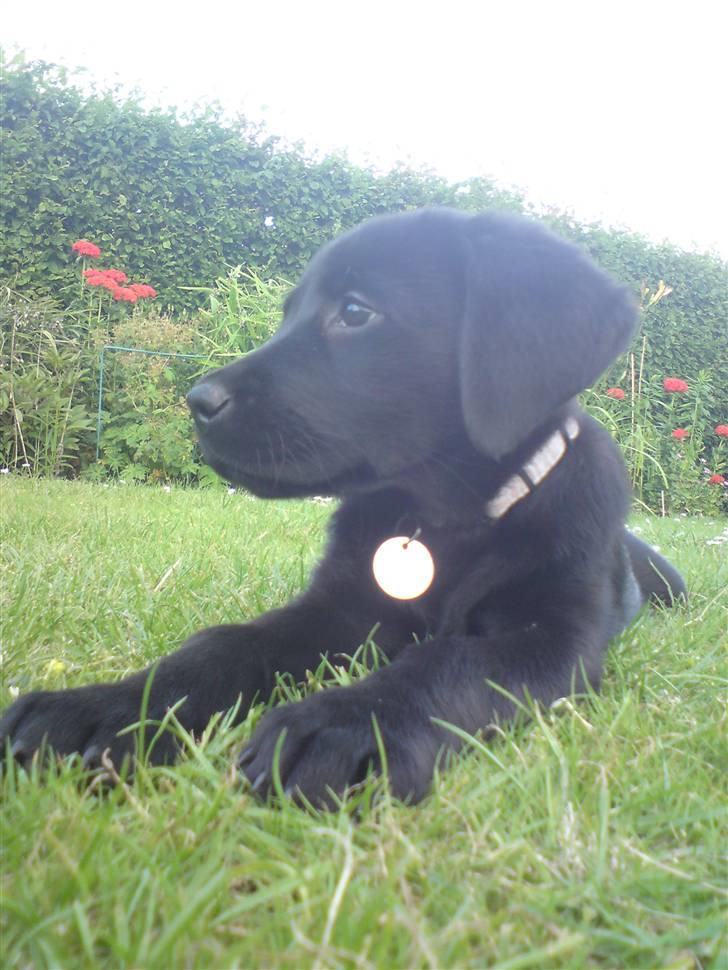 Labrador retriever Freja billede 10