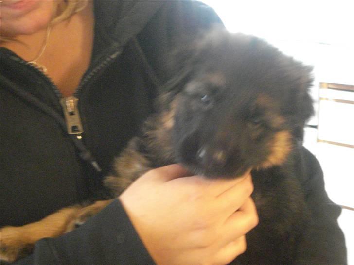 Schæferhund Slottet´s Scramp - se så sød jeg er billede 1