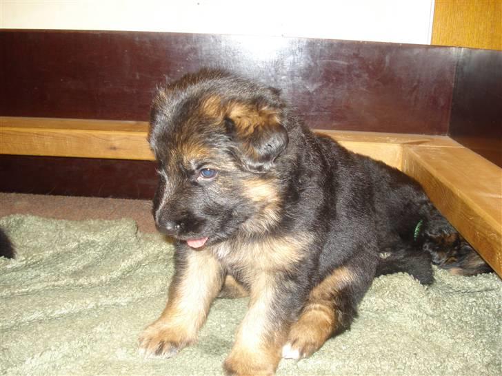 Schæferhund Slottet´s Scramp - mens de var ved opdrætteren billede 2