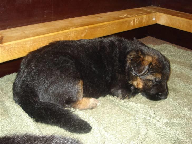 Schæferhund Slottet´s Scramp - Så sover vi lidt billede 3