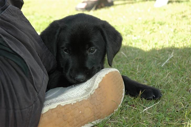 Labrador retriever Freja - mor´s sko smager godt billede 11