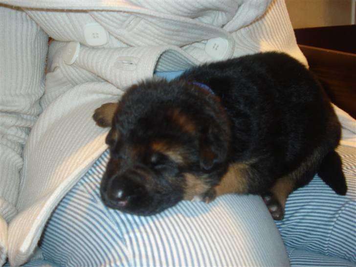 Schæferhund Slottet´s Scramp - Ligger på mors skød billede 4