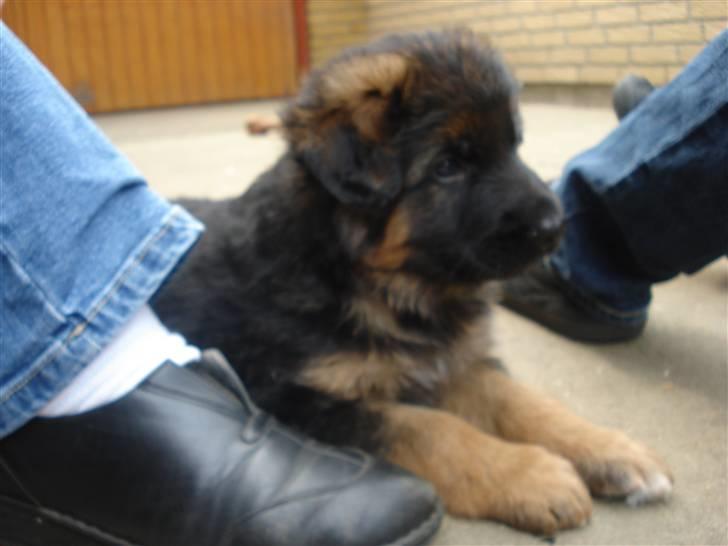 Schæferhund Slottet´s Scramp - Sidder pænt og kigger på hva de andre laver billede 5