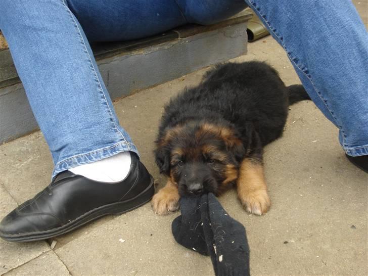 Schæferhund Slottet´s Scramp - Så skal der leges billede 6