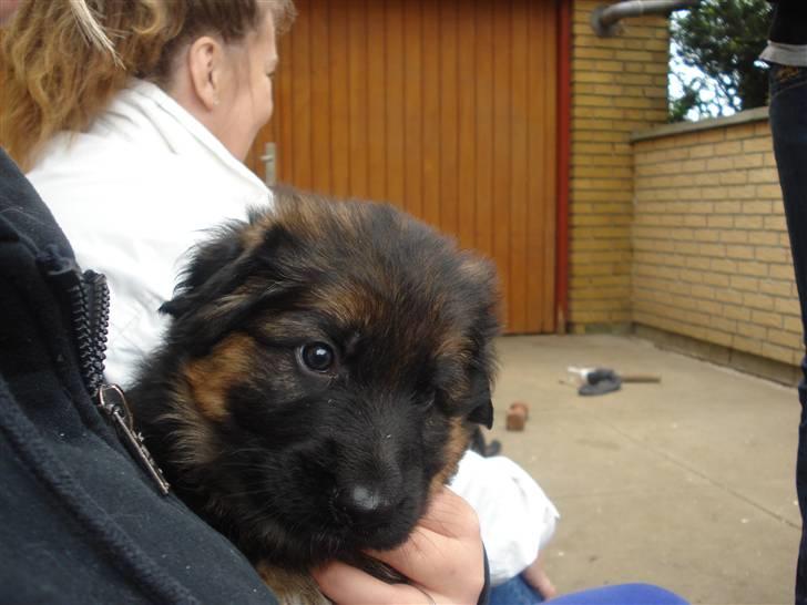 Schæferhund Slottet´s Scramp - sidder pænt hos mor billede 7