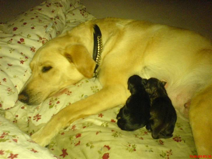 Blanding af racer Miss Molly billede 14