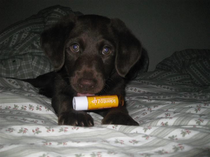 Blanding af racer Aya billede 2