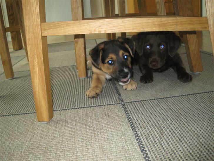 Blanding af racer Aya billede 3