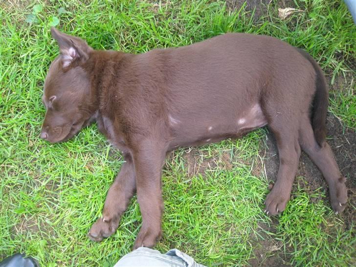 Blanding af racer Aya billede 4