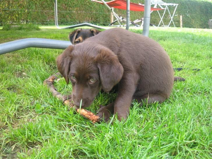 Blanding af racer Aya billede 5