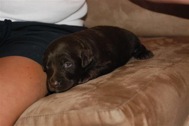 Blanding af racer Aya billede 6