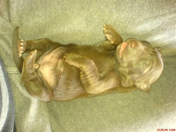 Blanding af racer Aya billede 7