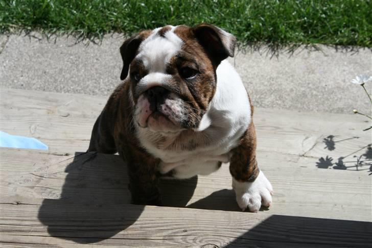 Engelsk bulldog Sweet Lady Brad aka. Lady - Hej, det er mig der er Lady billede 1