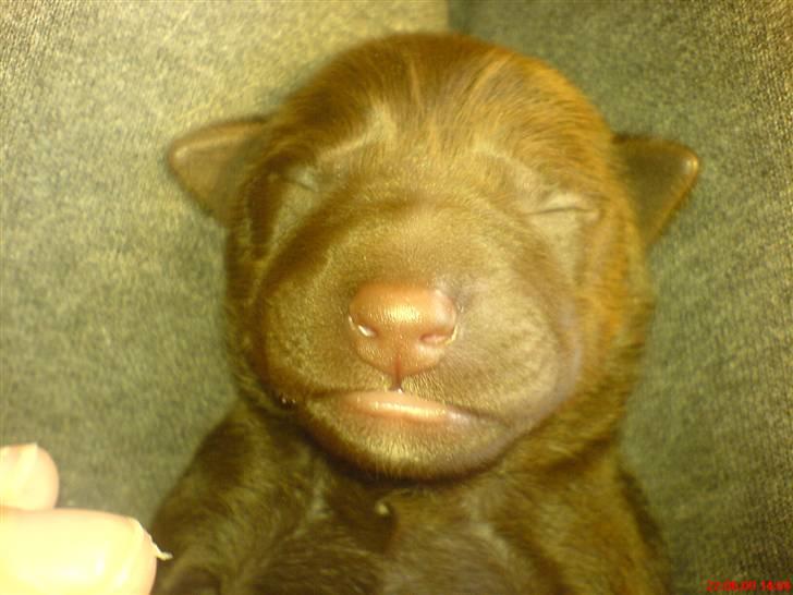 Blanding af racer Aya billede 8