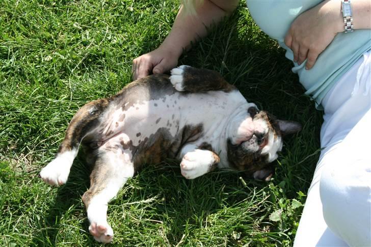 Engelsk bulldog Sweet Lady Brad aka. Lady - jaaaa lige på maven billede 2